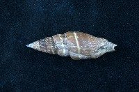 藏品(黑筆螺)的圖片